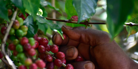 Koffie uit Ethiopië